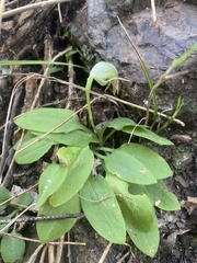 Pterostylis hispidula