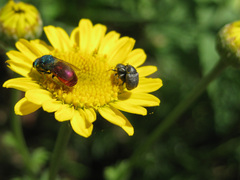 Pseudochrysis neglecta