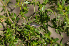 Chlorochroa