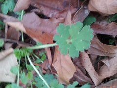 Geranium rotundifolium