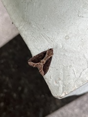 Ercheia