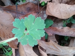 Geranium rotundifolium