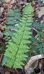 Myriopteris alabamensis image