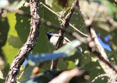 Baeolophus wollweberi