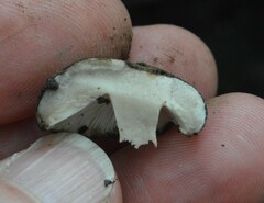 Russula inquinata