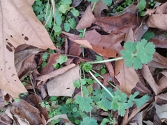Geranium rotundifolium