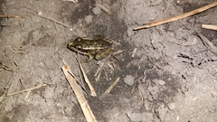 Lithobates brownorum