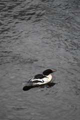 Mergus merganser americanus