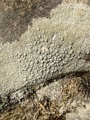 Pertusaria plittiana