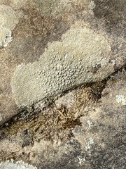 Pertusaria plittiana