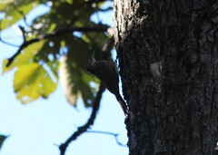 Lepidocolaptes leucogaster