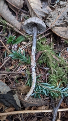 Tephrocybe rancida
