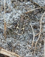 Neocicindela tuberculata