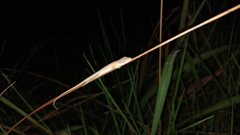 Anolis sericeus