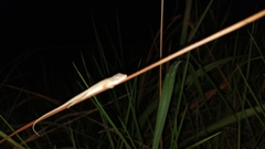 Anolis sericeus