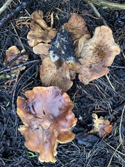 Clitocybaceae