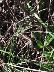 Thamnophis atratus