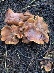 Clitocybaceae