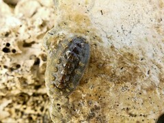 Acanthochitona zelandica