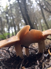 Clitocybaceae