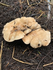Clitocybaceae