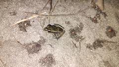 Lithobates brownorum