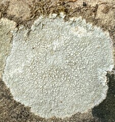 Pertusaria plittiana