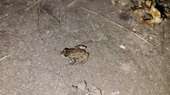 Leptodactylus melanonotus