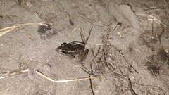 Lithobates brownorum