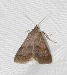 Bleptina caradrinalis