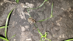 Leptodactylus melanonotus