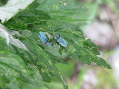 Phyllobius maculicornis