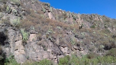 Isolatocereus dumortieri