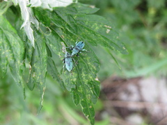 Phyllobius maculicornis