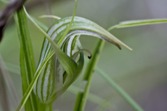 Pterostylis irsoniana