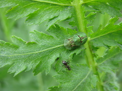 Cassida stigmatica