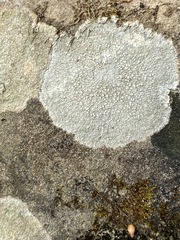 Pertusaria plittiana