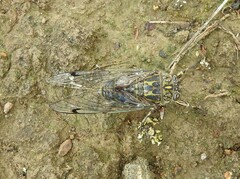 Amphipsalta cingulata