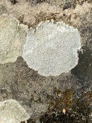 Pertusaria plittiana