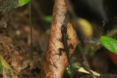 Anolis humilis