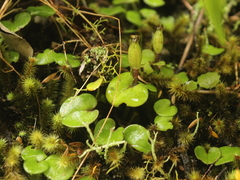 Corybas dienemus