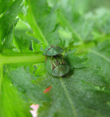 Cassida stigmatica