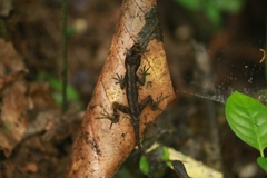 Anolis humilis