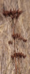 Kalanchoe brachyloba