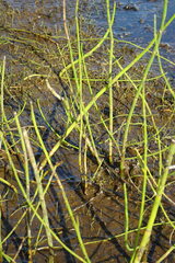 Equisetum fluviatile