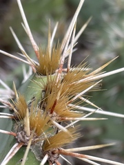 Opuntia semispinosa