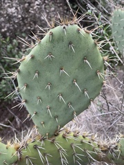 Opuntia semispinosa
