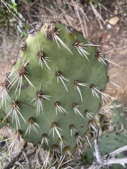Opuntia semispinosa