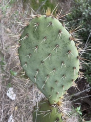 Opuntia semispinosa