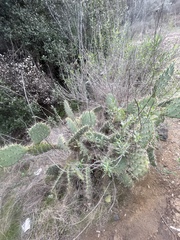 Opuntia semispinosa